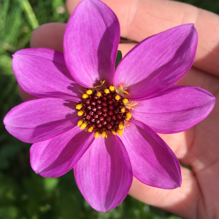 Plant image Dahlia merckii