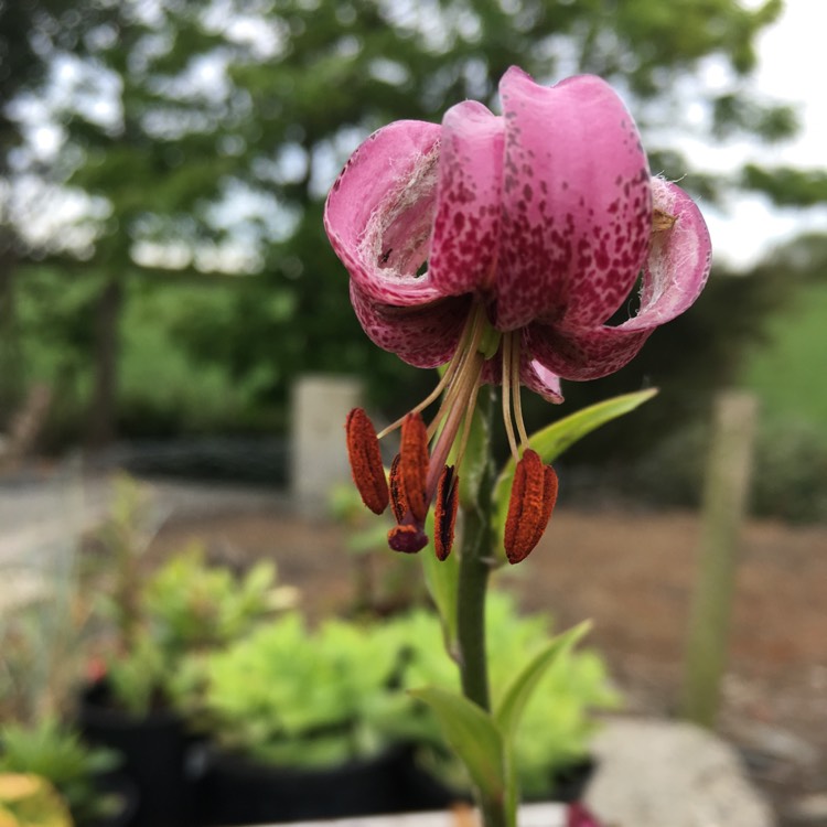 Plant image Lilium hansonii