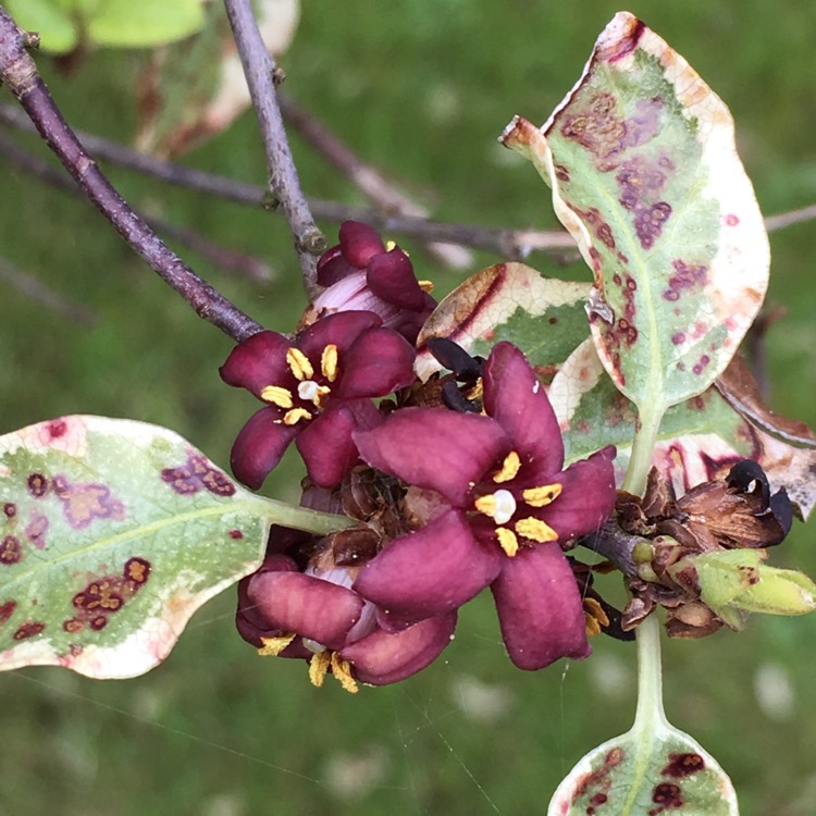 Plant image Pittosporum