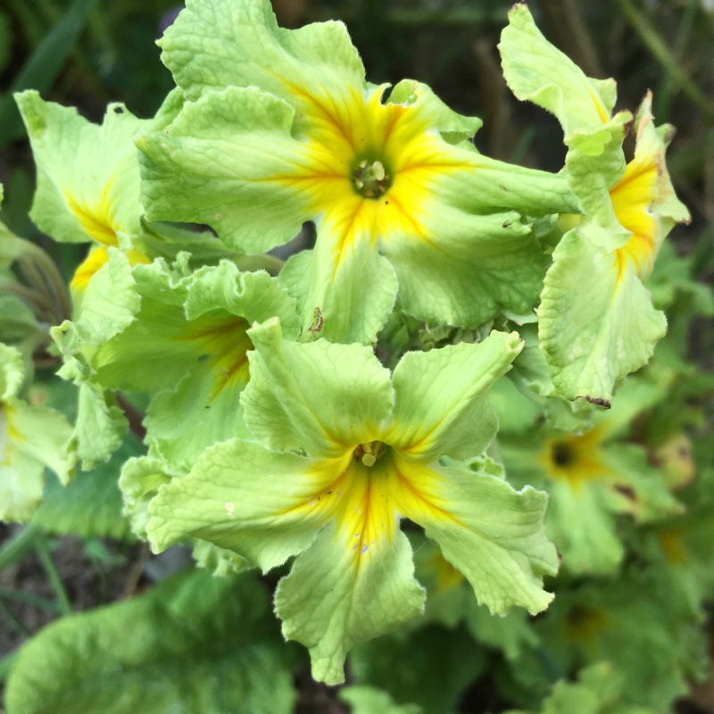 Plant image Primula vulgaris 'Francesca'