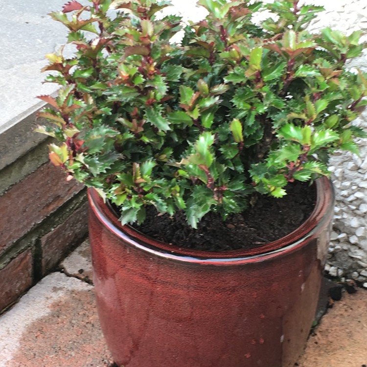 Plant image Ilex x meserveae 'Little Rascal'