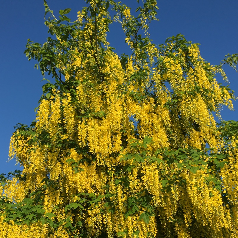 Laburnum anagyroides