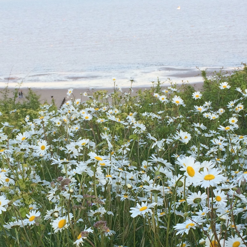 Shasta Daisy