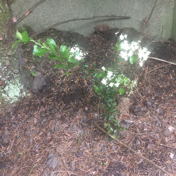 Plant image Pyracantha 'Soleil d'Or'