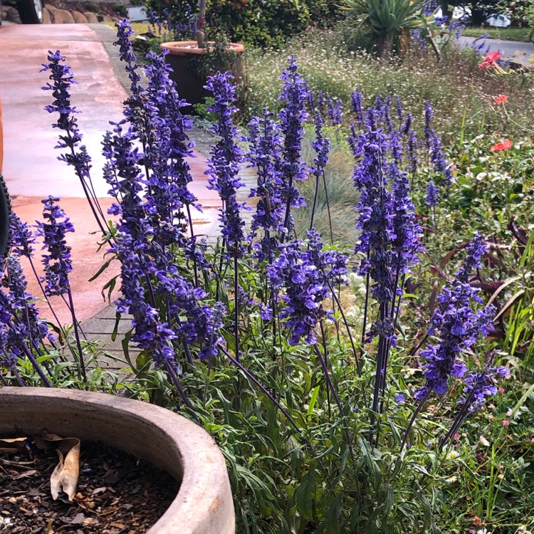 Plant image Salvia farinacea 'Evolution Blue'