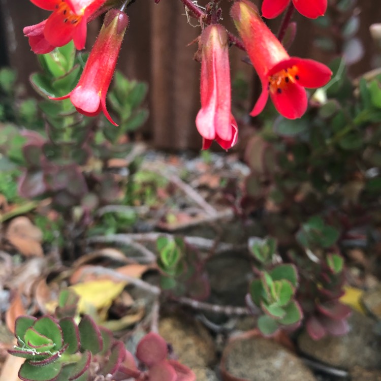 Plant image Sedum Spurium