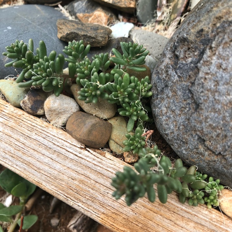 Plant image Sedum album 'Green Ice'