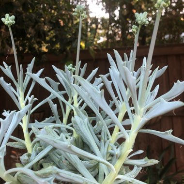 Kleinia 'Trident Blue syn. Senecio 'Trident Blue'