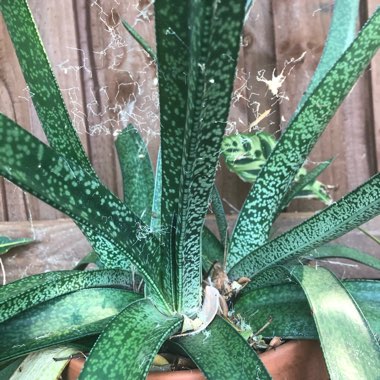 Gasteria