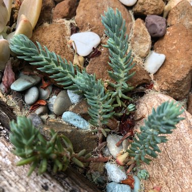 Petrosedum Rupestre Blue Spruce syn Sedum Reflexum