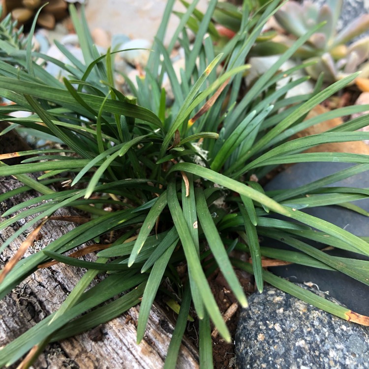 Plant image Ophiopogon japonicus