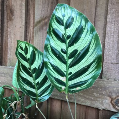 Calathea 'Makoyana'