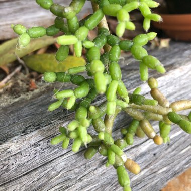 Rhipsalis Cereuscula