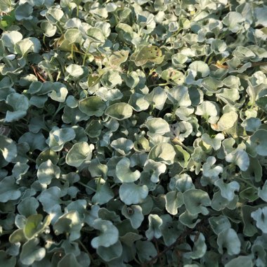 Silver Nickel Vine 'Silver Falls'