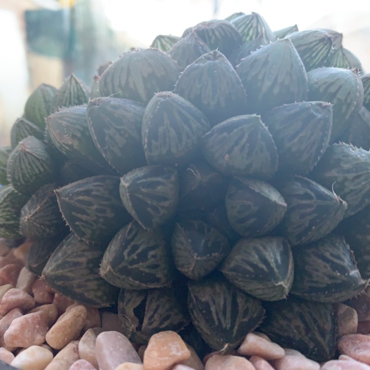 Plant image Haworthia Mirrorball