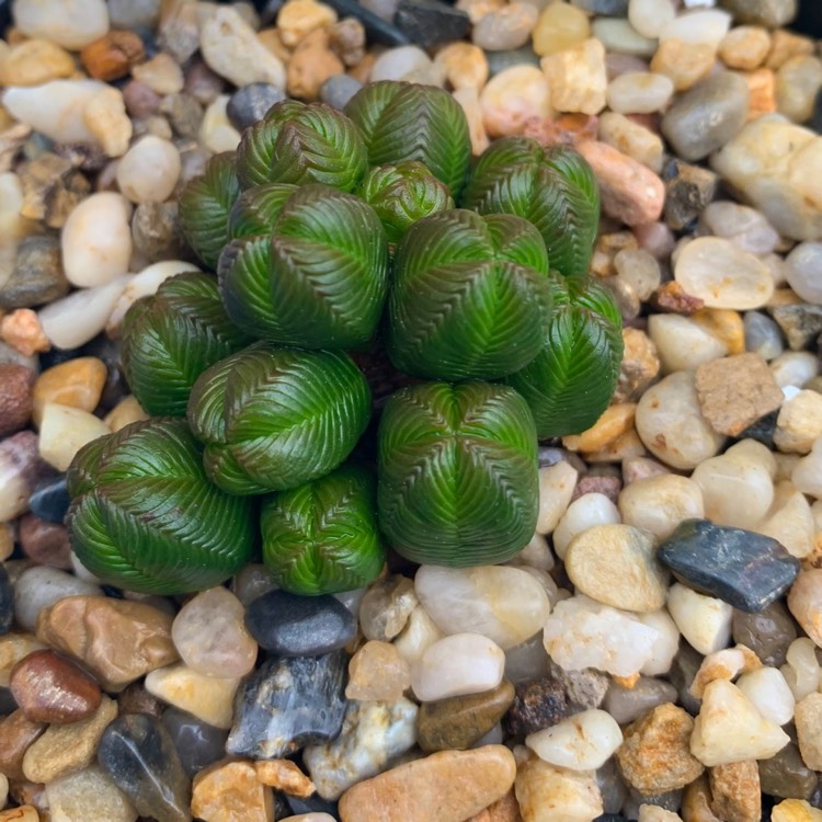 Plant image Crassula quadrangularis syn. Crassula pyramidalis