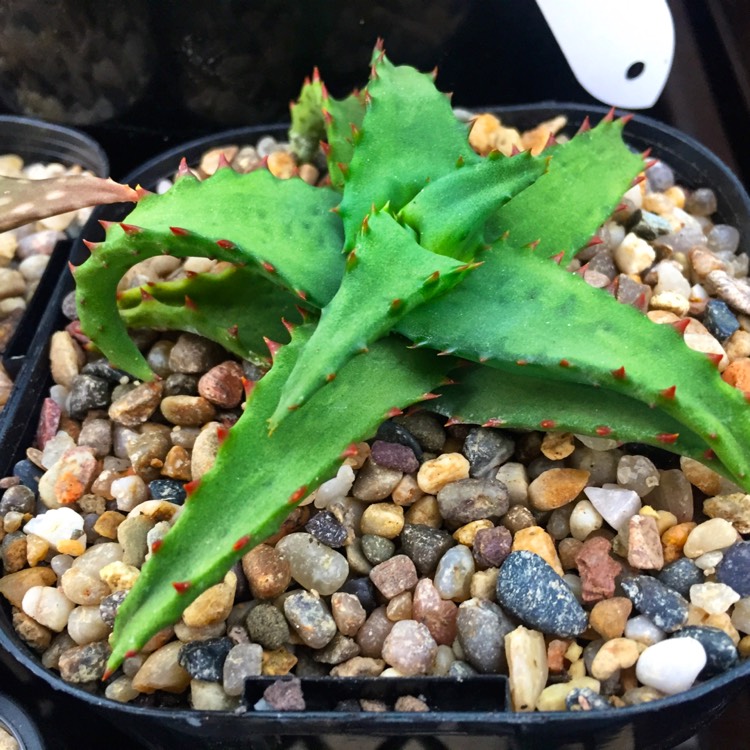 Plant image Aloe castilloniae