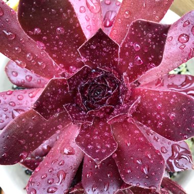 Sempervivum Chocolate Kiss