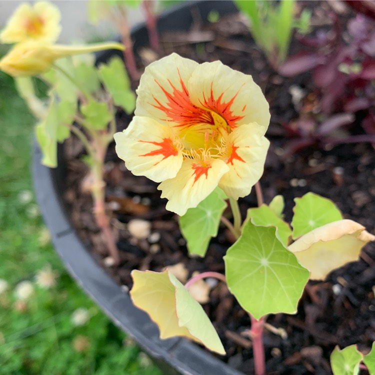 Plant image Tropaeolum majus 'Peach Melba'