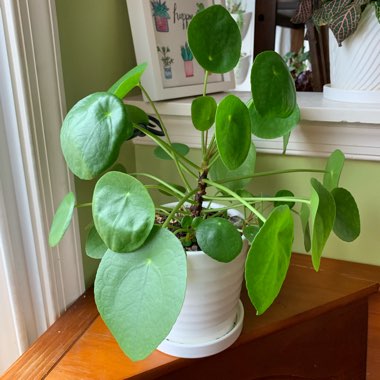 Pilea peperomioides