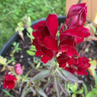 Antirrhinum majus 'Black Prince'