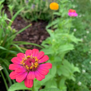 Zinnia elegans