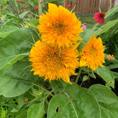 Helianthus annuus 'Teddy Bear'