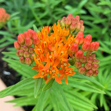 Asclepias tuberosa 'Hello Yellow'