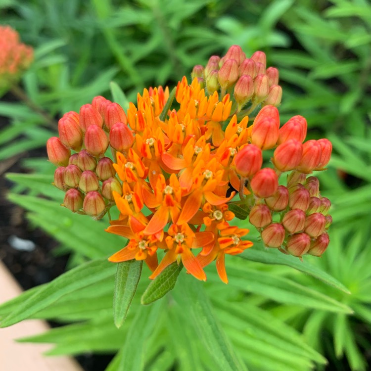 Plant image Asclepias tuberosa 'Hello Yellow'