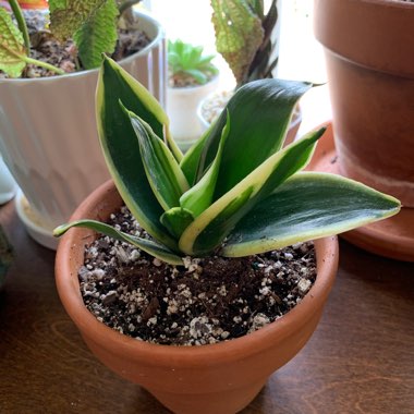 Sansevieria trifasciata 'Dwarf laurentii'