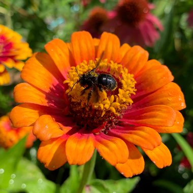 Zinnia elegans