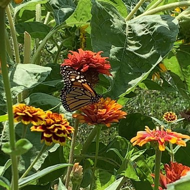 Zinnia elegans