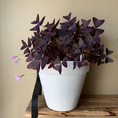 Oxalis Triangularis 'Mike'