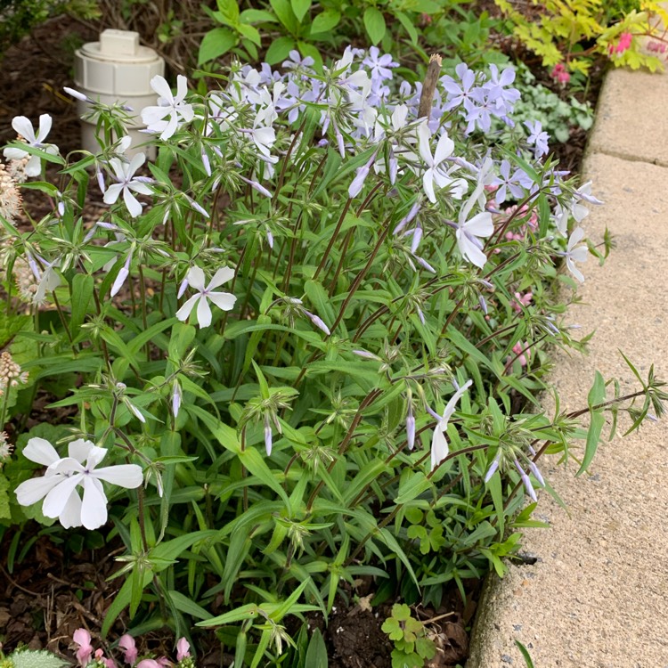 Plant image Phlox subulata 'Snowflake'