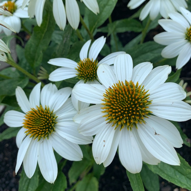 Plant image Echinacea purpurea 'Alba'