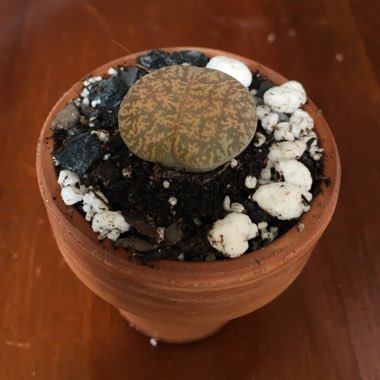 Lithops Hookeri var. Dabneri