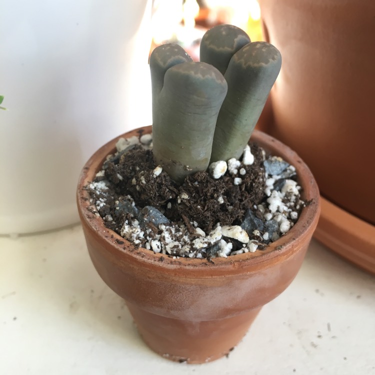 Plant image Lithops Marmorata