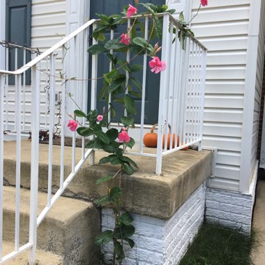 Mandevilla x amabilis 'Alice du Pont'