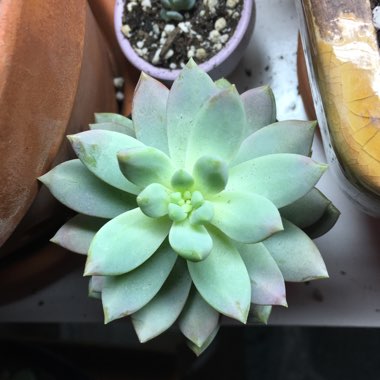 xSedeveria Lilac Mist