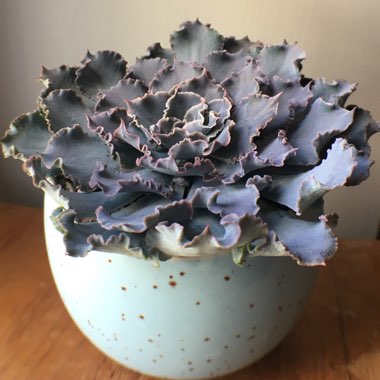 Echeveria Shaviana