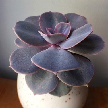 Echeveria Perle Von Nurnberg