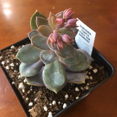 Echeveria Perle Von Nurnberg