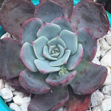 Echeveria Laurensis