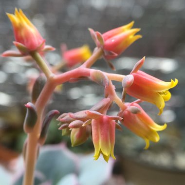 Echeveria Laurensis