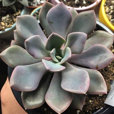 xGraptoveria Debbi