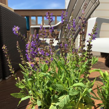 Salvia nemorosa 'Florsalsky' (Sensation Series) syn. Salvia nemorosa 'Sensation Sky Blue'