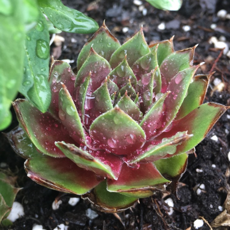 Plant image Sempervivum Firebird