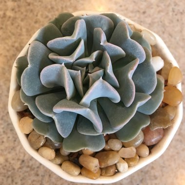 Echeveria Exotic