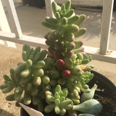 Sedum Rubrotinctum 'Aurora'