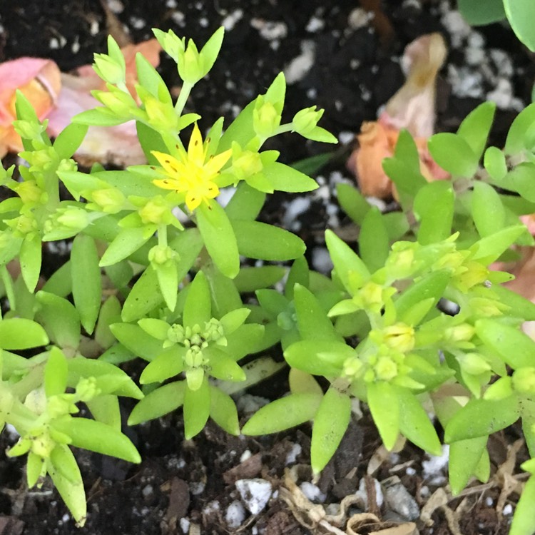 Plant image Sedum Lineare